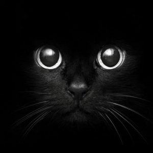 КОШКА