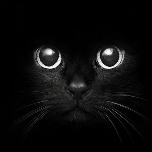 КОШКА