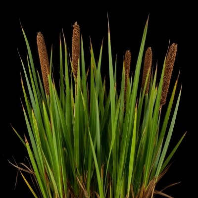 Лечение выпадения волос народными методами: рецепты с аиром болотным