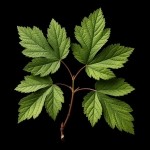 Листья смородины: полезные свойства и применение в народной медицине