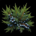 МОЖЖЕВЕЛЬНИК - ЛЕЧЕБНЫЕ И МАГИЧЕСКИЕ СВОЙСТВА