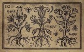 10. HERBS