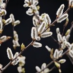 РУНИЧЕСКИЙ Став «Верба» — Чистка с возвратом и защитой