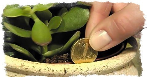 КАК ПОСАДИТЬ ДЕНЕЖНОЕ ДЕРЕВО ДЛЯ ПРИВЛЕЧЕНИЯ ДЕНЕГ — МАГИЯ ТОЛСТЯНКИ4