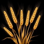 Ритуал на привлечение денег с пророщенной пшеницей