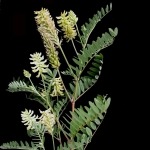 Астрагал — «трава жизни кремлевских вождей». Правда ли она так ценна?