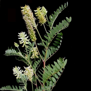 Астрагал — «трава жизни кремлевских вождей». Правда ли она так ценна?